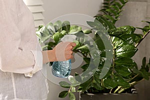 Woman spraying water onto houseplant at home, closeup