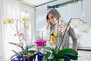 Woman spraying water on orchids on kitchen. Houswife taking care of home plants
