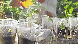 Woman spraying water to young seedling plants are growing in reused clear plastic cups at home.