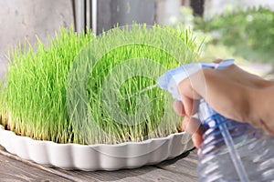 Woman spraying wheat grass, closeup