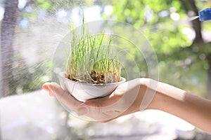 Woman spraying wheat grass, closeup