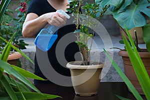 Woman sprays flowers against plant diseases and pests photo