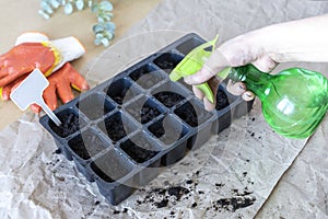 A woman sprays freshly planted seeds with water in a seedling cassett