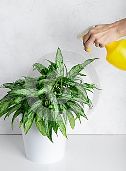 Woman sprays a houseplant Aglaonema with clean water from a spray bottle.