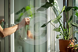 Woman sprays Monstera plant in flower pot. Female hand spraying water on houseplant in clay pot.