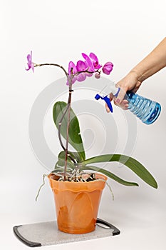 Woman sprays orchids in flower pot. Taking care for house plants