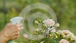 A woman sprays pink peonies with water in the garden, makes of floriculture with love and tenderness. The concept of
