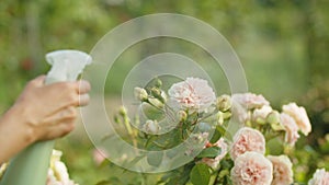 A woman sprays pink peonies with water in the garden, makes of floriculture with love and tenderness. The concept of