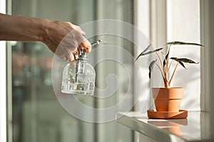 Woman sprays plant in flower pot. Female hand spraying water on Alocasia bambino in clay pot.