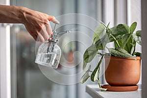 Woman sprays plant in flower pot. Female hand spraying water on Scindapsus houseplant in clay pot.