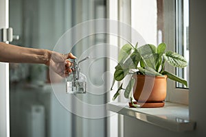Woman sprays plant in flower pot. Female hand spraying water on Scindapsus houseplant in clay pot.