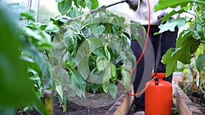 a woman sprays and treats pepper from diseases and pests. Phytophthora of plants, brown rot. agriculture and