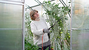 a woman sprays and treats tomatoes from diseases and phytophthora. Phytophthora cactorum of tomatoes, brown rot