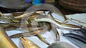 The woman spreads a large number of eels on a counter. Fresh fish on a market counter in Vietnam. The fish market in