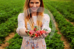 Woman in spring dress, holding hands full of freshly picked strawberries, with strawberry orchard field in background