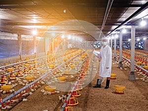 Woman stand in the chicken farming business