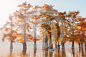 Woman on Stand paddle board on lake with morning sunshine and Taxodium distichum trees