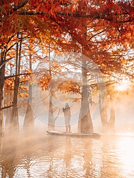 Woman on stand up paddle board at the lake and fog among autumnal Taxodium distichum trees