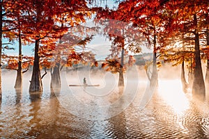 Woman on stand up paddle board at lake with morning fog and fall Taxodium distichum trees