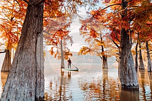 Woman on stand up paddle board on lake with Taxodium distichum trees in autumn. Traveller on SUP board