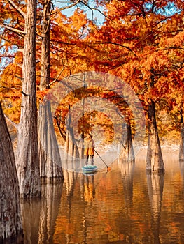 Woman on stand up paddle board at the lake with Taxodium trees