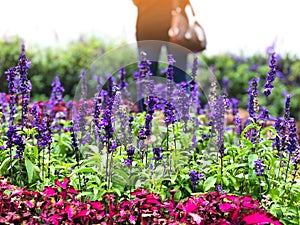 A woman standing alone in Lavender field and colorful flowers in the garden with sunlight shinning in the morning time.