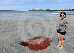 A woman standing beside a large red lion`s mane jellyfish washed up on a sandy beach at low tide.