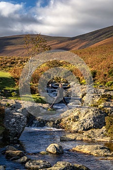 Woman standing on the rocks over Dargle River, hiking in Wicklow Mountains, Ireland