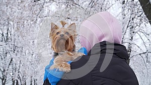 Woman stands with her back to camera, holding small yorkshire terrier covered in towel. Teenager and a dog on a walk