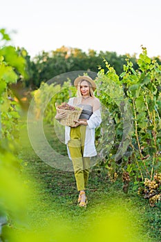 A woman stands in a vineyard and holds a basket of harvested grapes in her hands