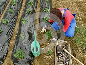 Woman and strawberries