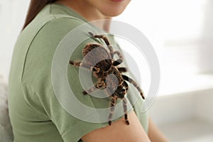 Woman with striped knee tarantula at home. Exotic pet