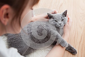 Woman stroke her car. The British Shorthair pedigreed kitten