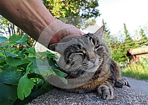 A woman strokes her cat over the head