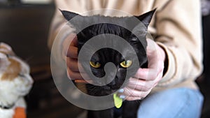 A woman stroking a black cat. The cat enjoys the fact that a woman scratches it close-up.