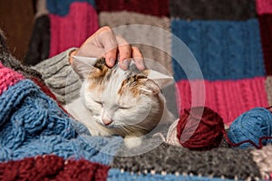 A woman stroking a cat