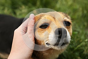 Woman stroking cute dog outdoors, closeup view