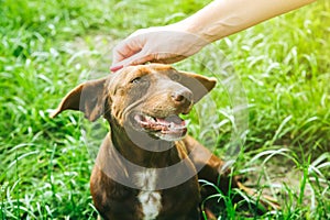 Woman is stroking dachshund dog on the grass. Happy pet in the nature. Summer mood