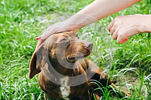 Woman is stroking dachshund dog on the grass. Happy pet in the nature. Summer mood