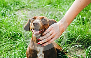 Woman is stroking dachshund dog on the grass. Happy pet in the nature. Summer mood