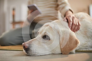 Woman Stroking Dog Close Up