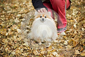 Woman  stroking a dog of the Spitz breed. Walk in the park in autumn in the yellow foliage.