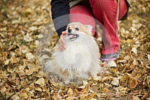 Woman  stroking a dog of the Spitz breed. Walk in the park in autumn in the yellow foliage.