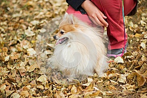 Woman  stroking a dog of the Spitz breed. Walk in the park in autumn in the yellow foliage.