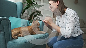 Woman stroking ginger cat lying on armchair at home