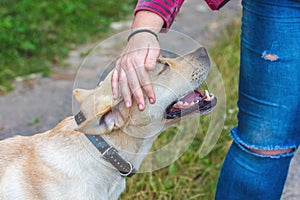 Woman stroking hand a dog`s breed labrador   . Trusting relationships between humans and animals_