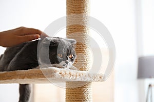 Woman stroking her cat at home