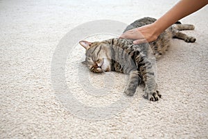 Woman stroking her cat while it resting