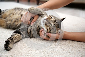 Woman stroking her cat while it resting on carpet