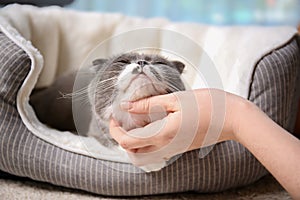 Woman stroking her cat while it resting on pet bed
